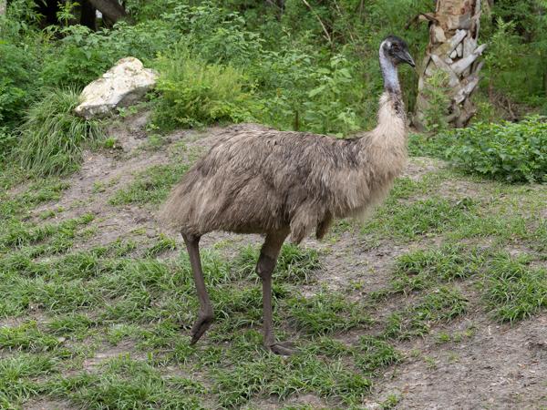 Emu (Dromaius novaehollandiae)